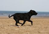 STAFFIE 263